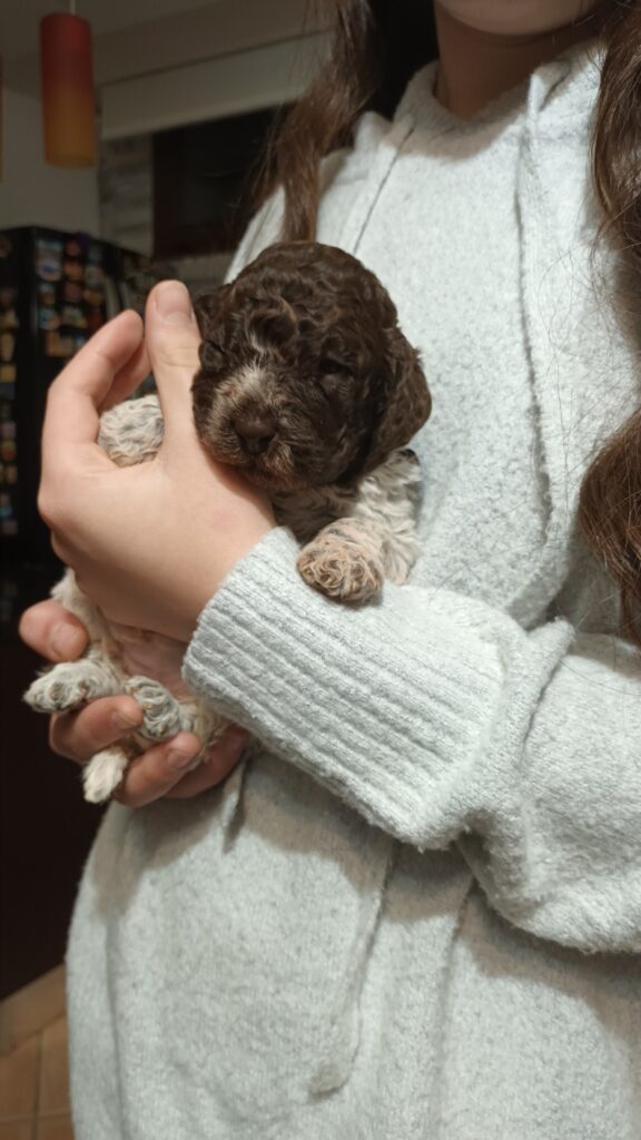 Cuccioli di lagotto