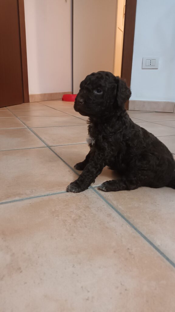 Cuccioli di lagotto