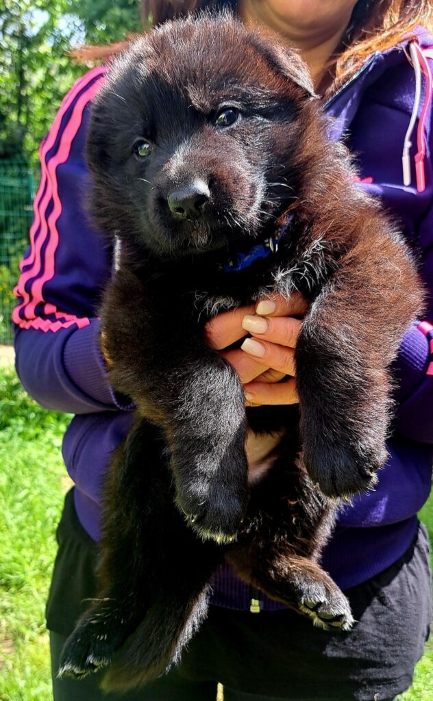 Cuccioli Pastore Tedesco Nero e Nero focato