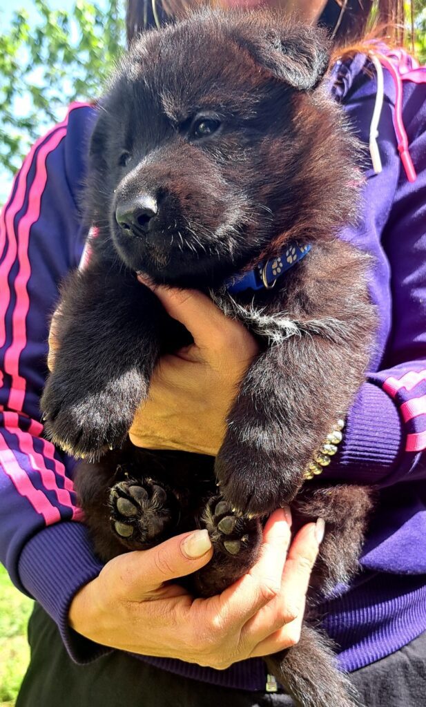 Cuccioli Pastore Tedesco Nero e Nero focato