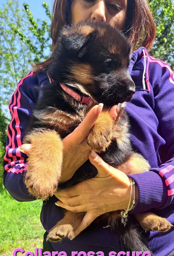 Cuccioli Pastore Tedesco Nero e Nero focato