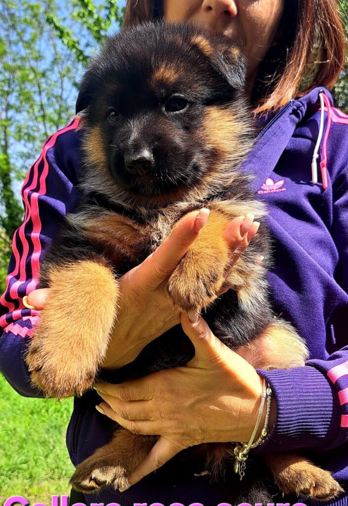 Cuccioli Pastore Tedesco Nero e Nero focato