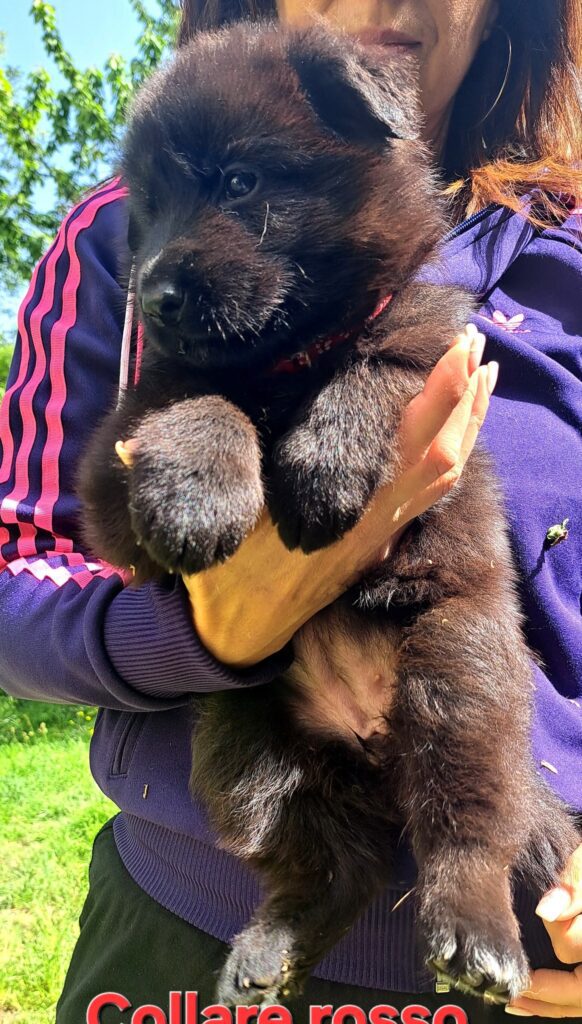 Cuccioli Pastore Tedesco Nero e Nero focato