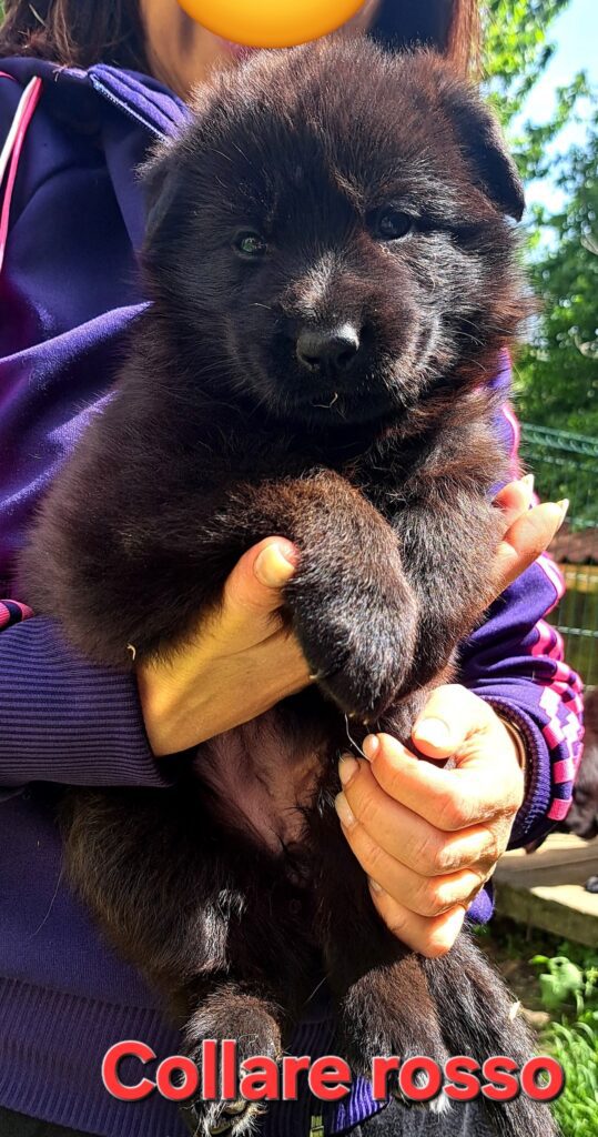Cuccioli Pastore Tedesco Nero e Nero focato