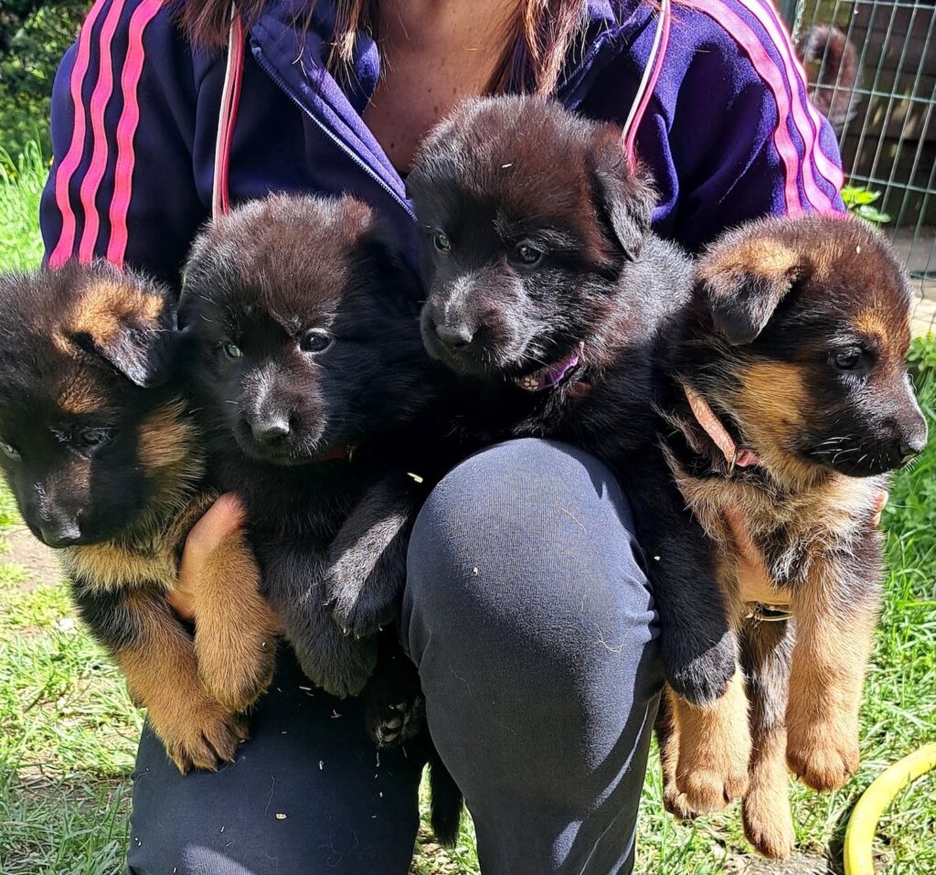 Cuccioli Pastore Tedesco Nero e Nero focato