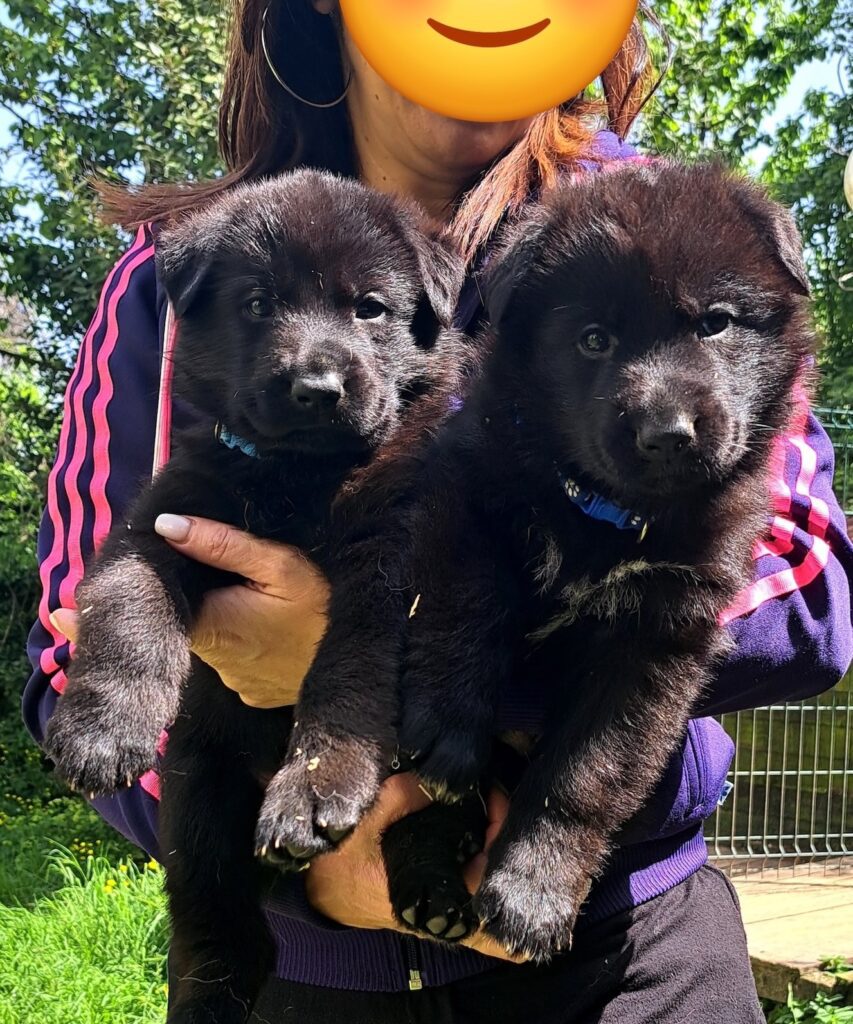 Cuccioli Pastore Tedesco Nero e Nero focato