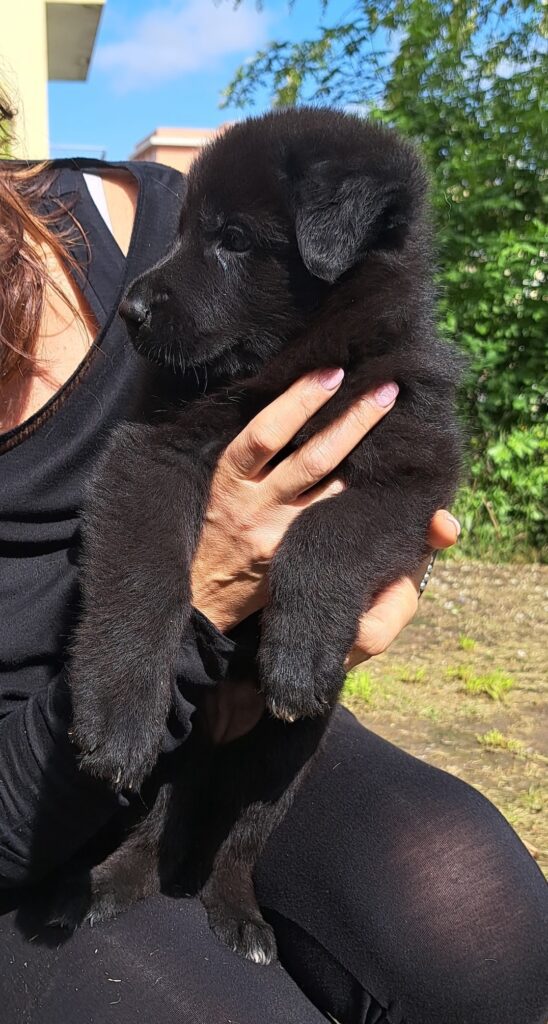 Cuccioli Pastore Tedesco Nero e Nero focato