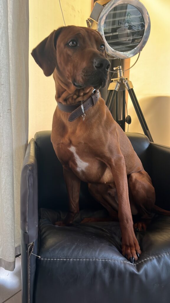 Rhodesian ridgeback cuccioli disponibili