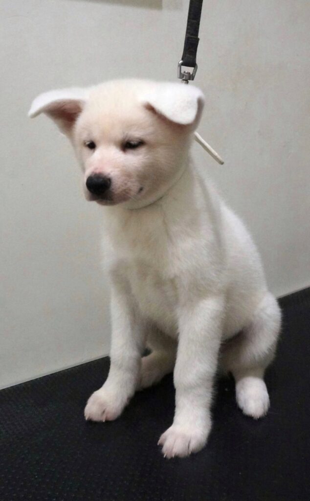 Cuccioli Akita Inu bianchi Pedigree Enci