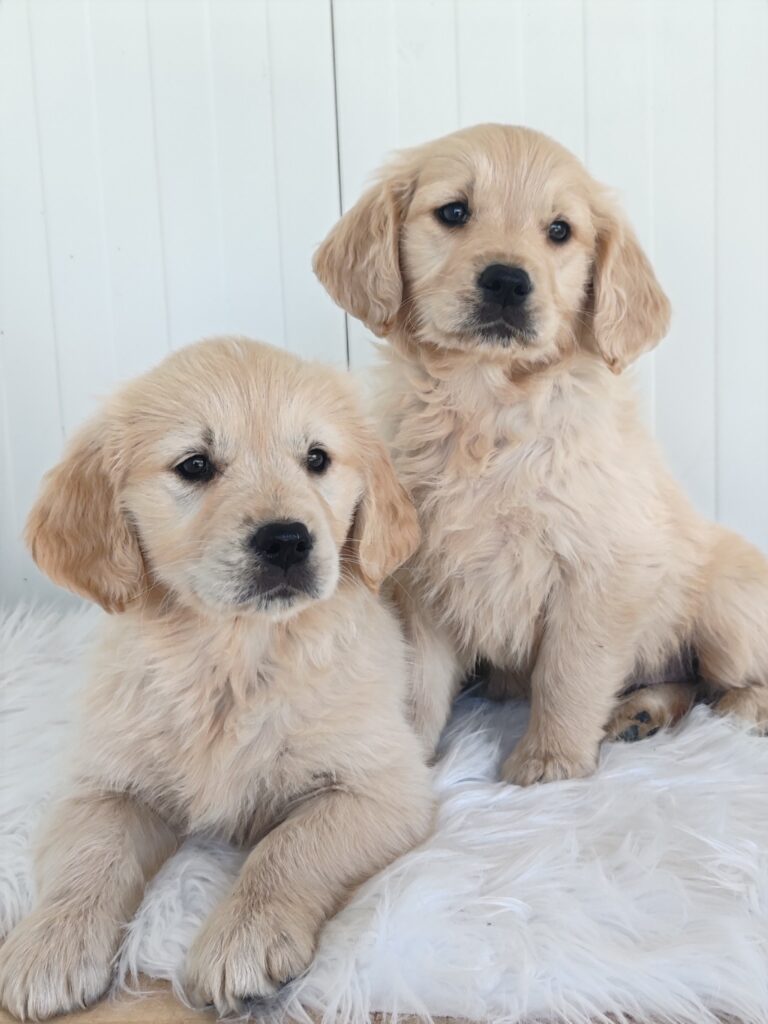 GOLDEN RETRIEVER CUCCIOLE FEMMINE CON PEDIGREE ENCI E TEST GENETICI