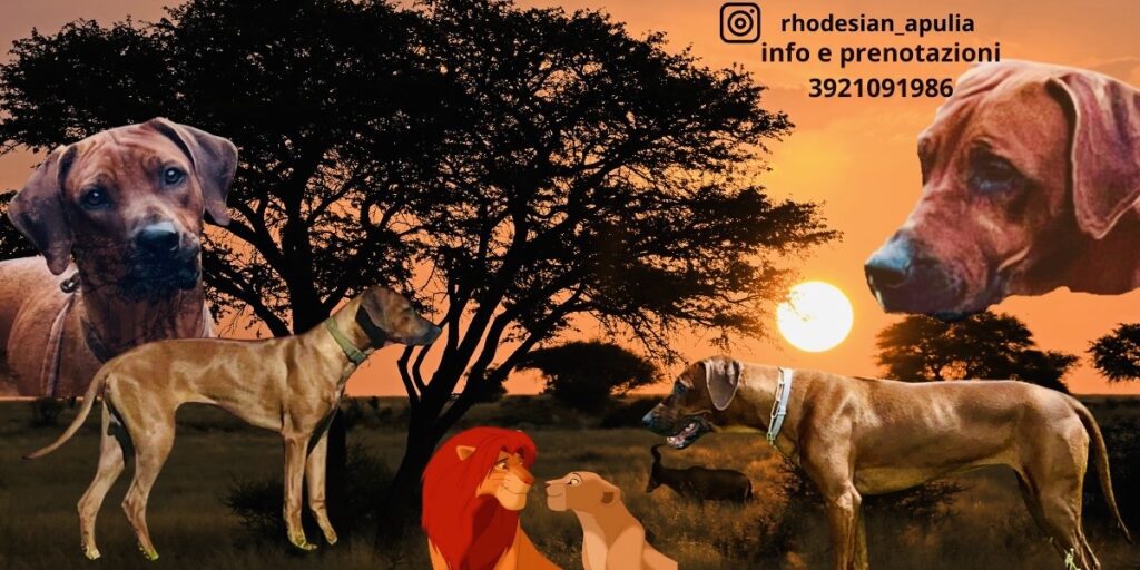 Rhodesian ridgeback cuccioli disponibili