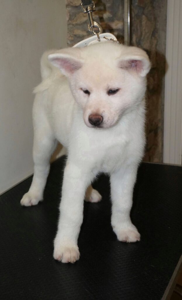 Cuccioli Akita Inu bianchi Pedigree Enci