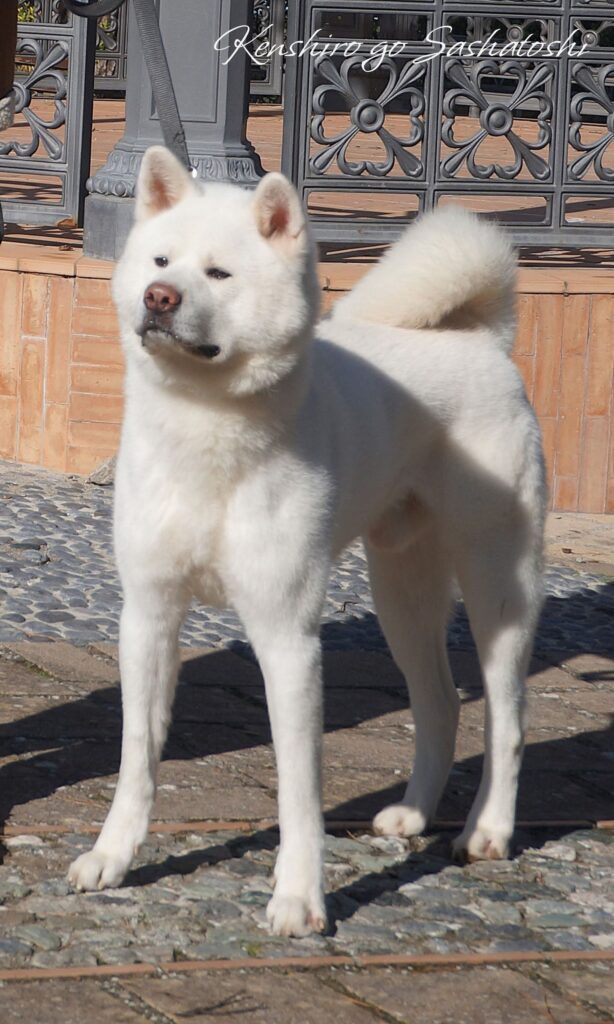 Cuccioli Akita Inu bianchi Pedigree Enci