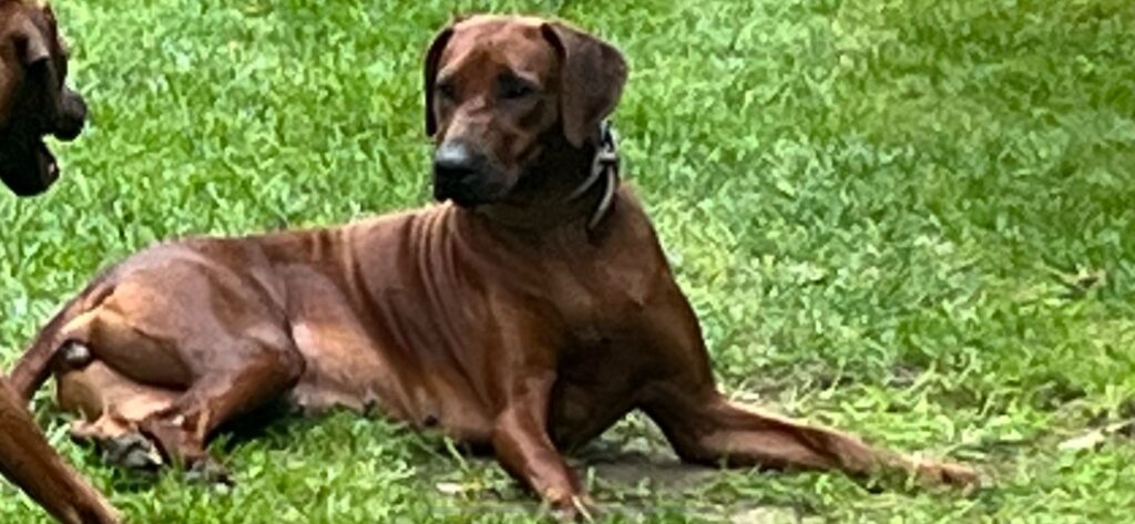 Rhodesian ridgeback cuccioli disponibili