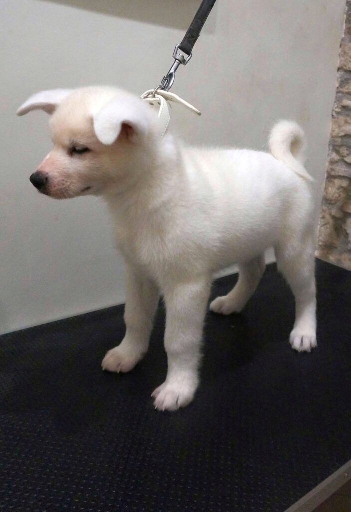 Cuccioli Akita Inu bianchi Pedigree Enci