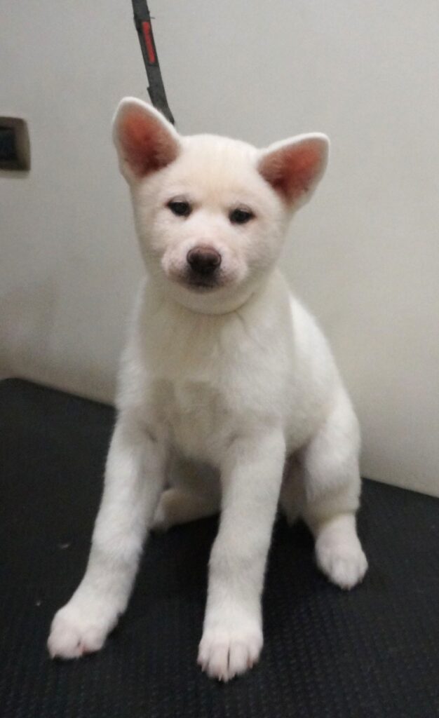 Cuccioli Akita Inu bianchi Pedigree Enci