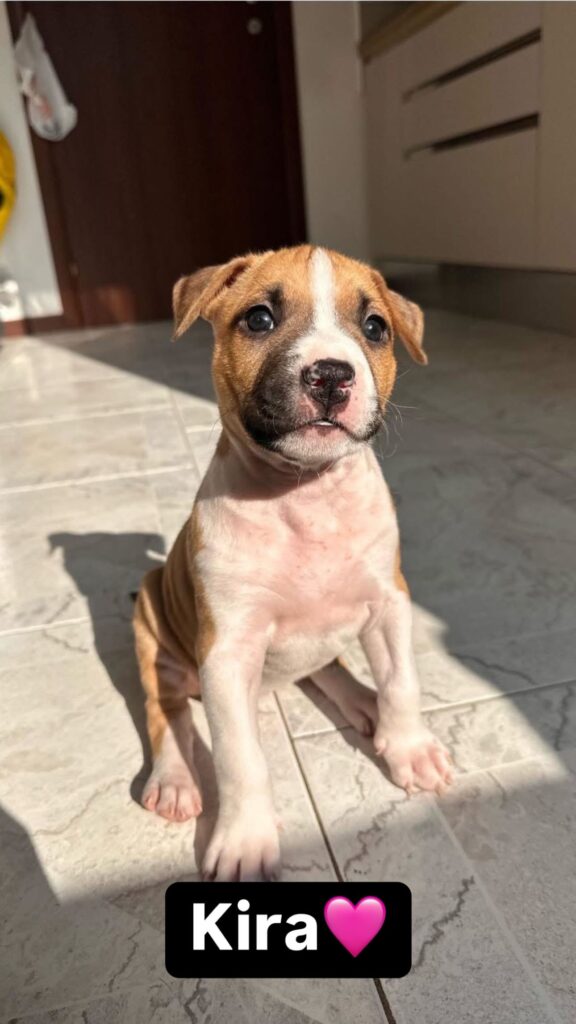 cuccioli di American staffordshire terrier (AMSTAFF)
