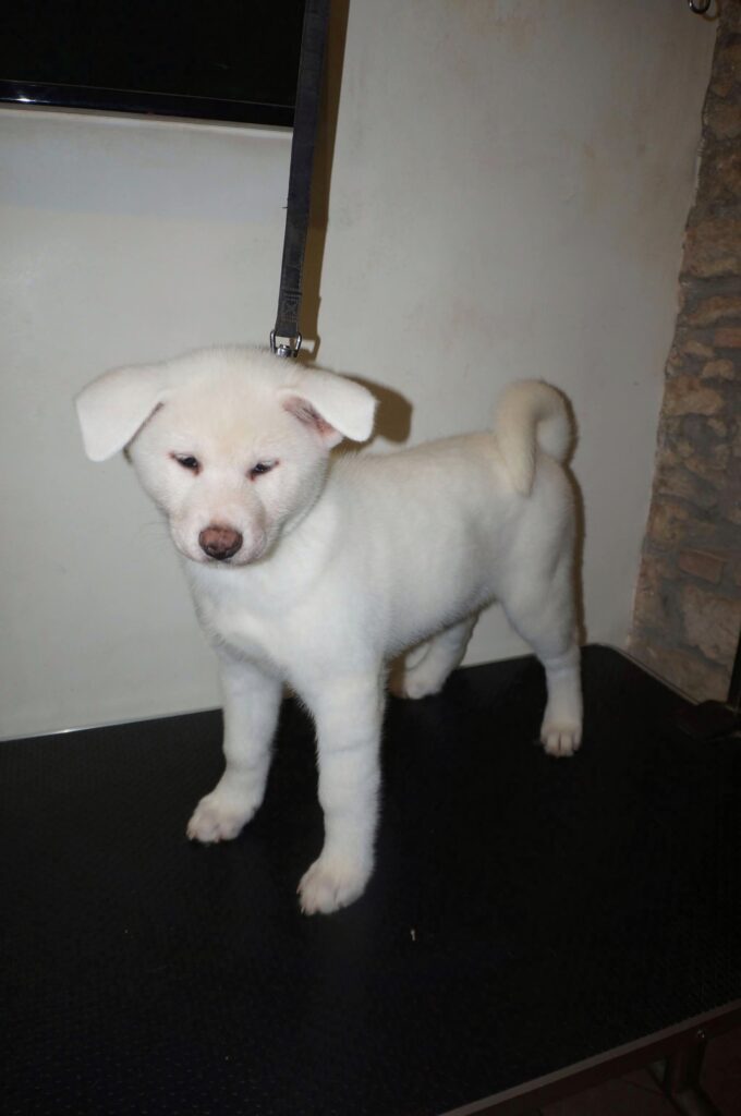 Cuccioli Akita Inu bianchi Pedigree Enci