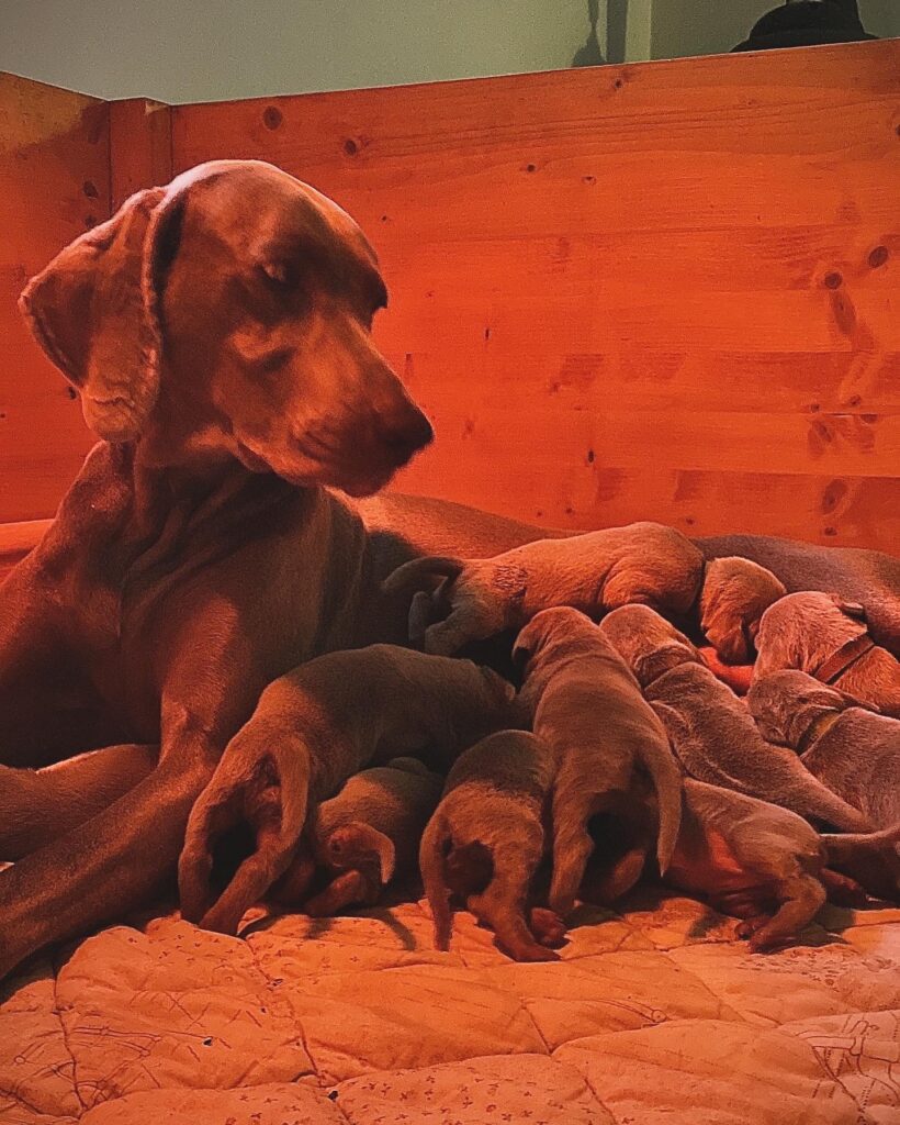 Cuccioli di Weimaraner