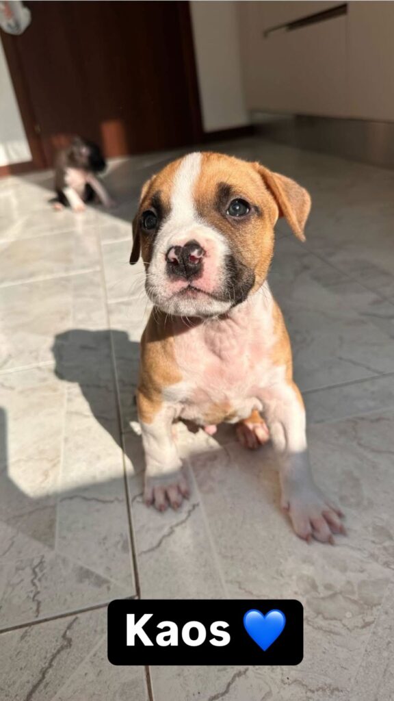 cuccioli di American staffordshire terrier (AMSTAFF)
