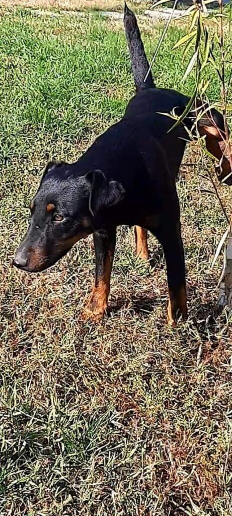 Deutscher Jagdterrier