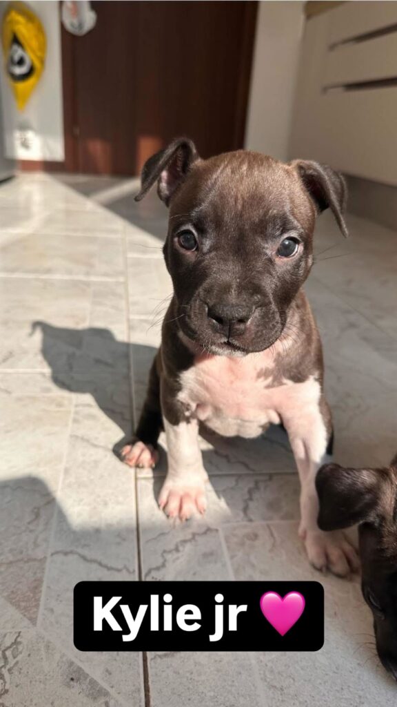 cuccioli di American staffordshire terrier (AMSTAFF)