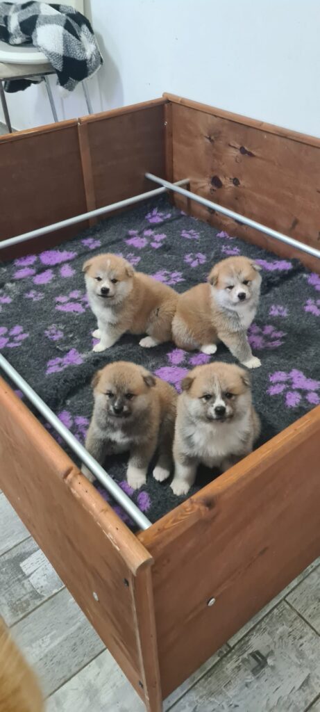 CUCCIOLI DI AKITA