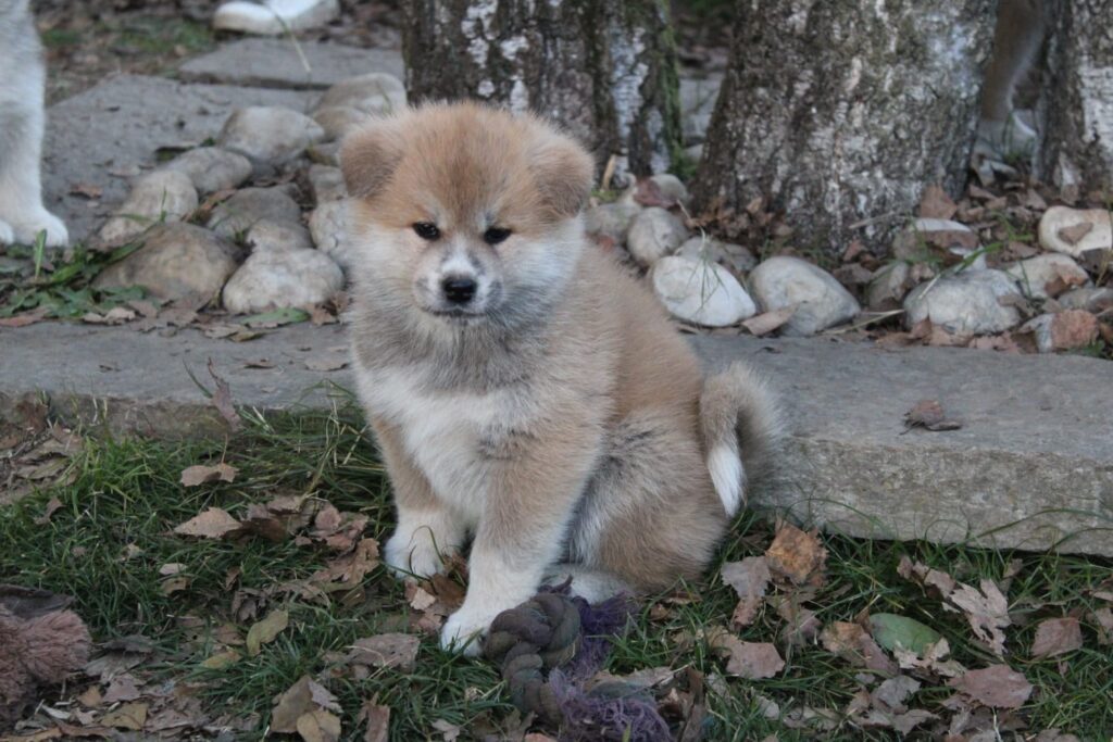 Cuccioli di AKITA INU