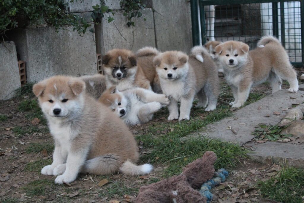 Cuccioli di Akita