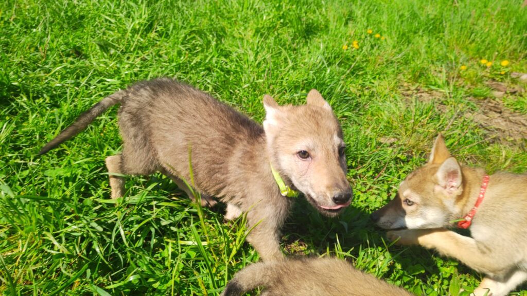 Cuccioli di cane lupo cecoslovacco