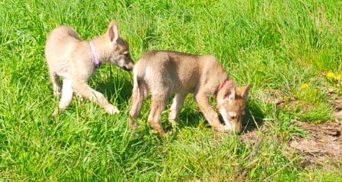 Cuccioli di cane lupo cecoslovacco