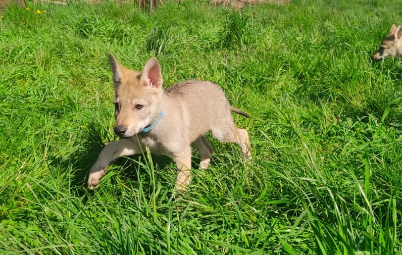 Cuccioli di cane lupo cecoslovacco