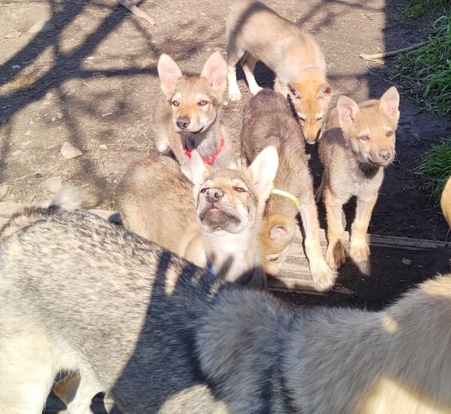 Cuccioli di cane lupo cecoslovacco