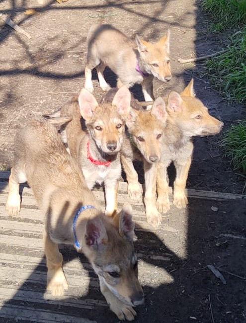 Cuccioli di cane lupo cecoslovacco
