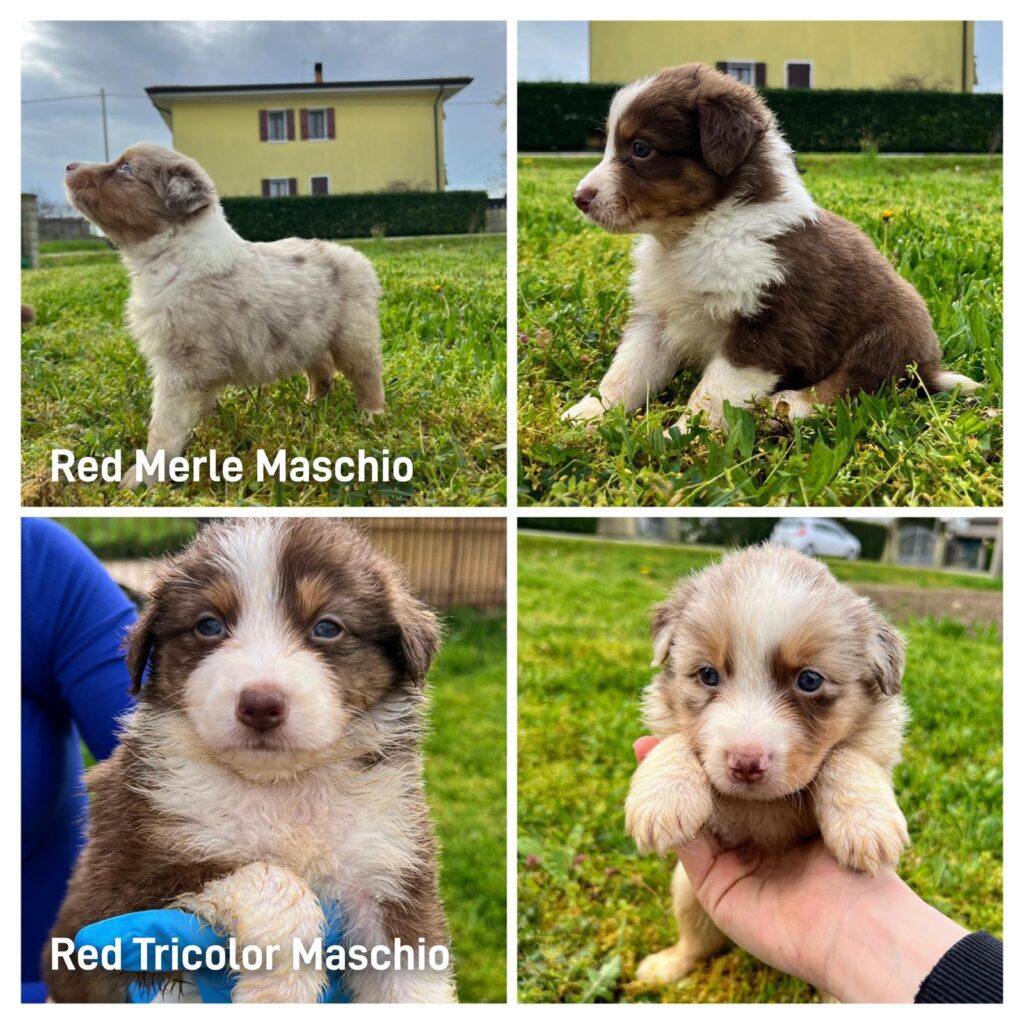 Bellissima cucciolata dì Pastore Australiano