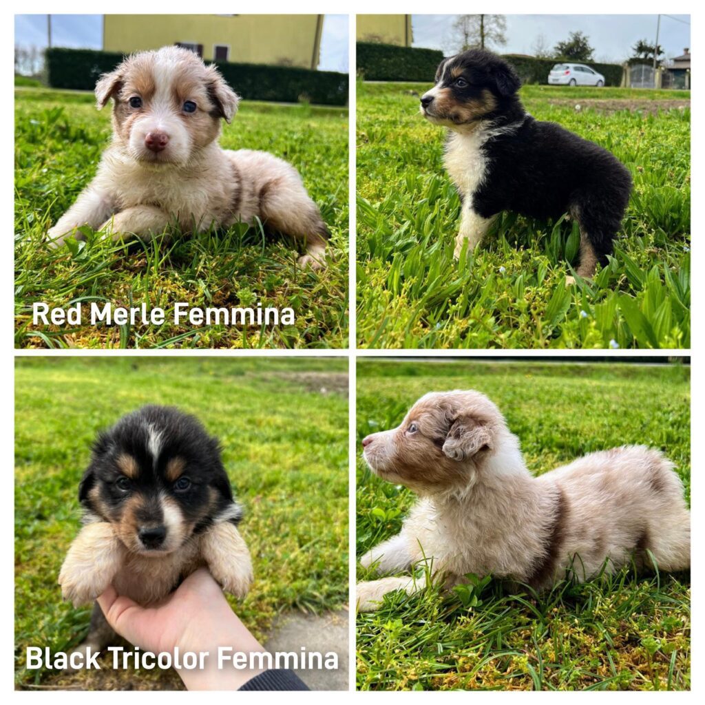 Bellissima cucciolata dì Pastore Australiano