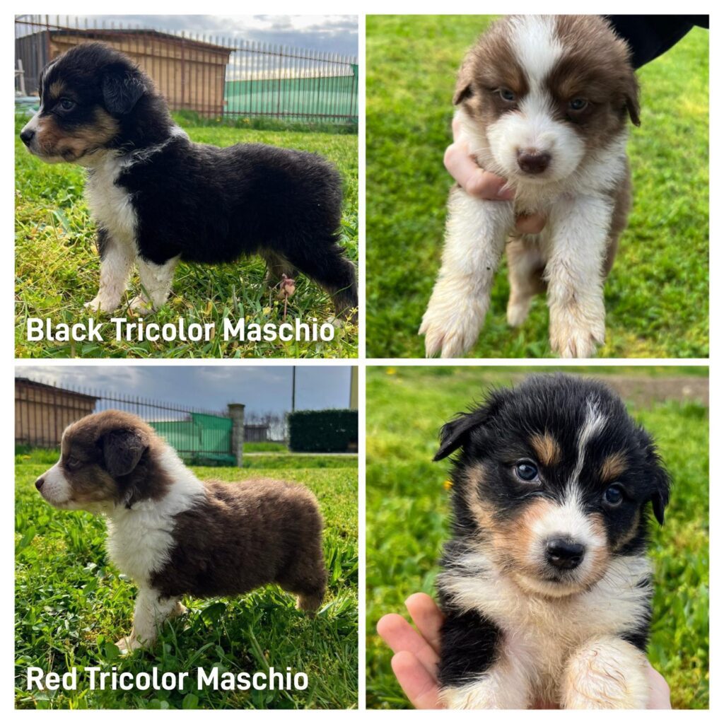 Bellissima cucciolata dì Pastore Australiano