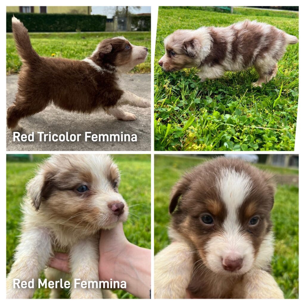 Bellissima cucciolata dì Pastore Australiano