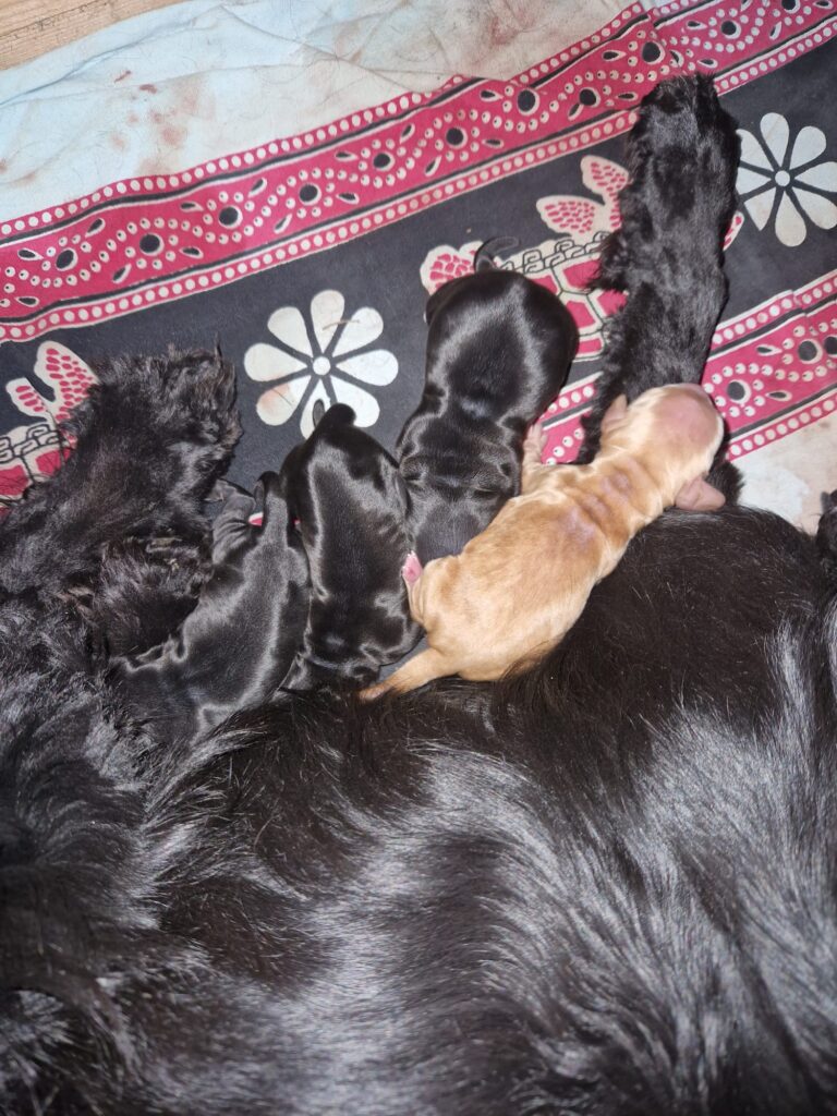 Vendo Cocker Spaniel neri con Pedigree