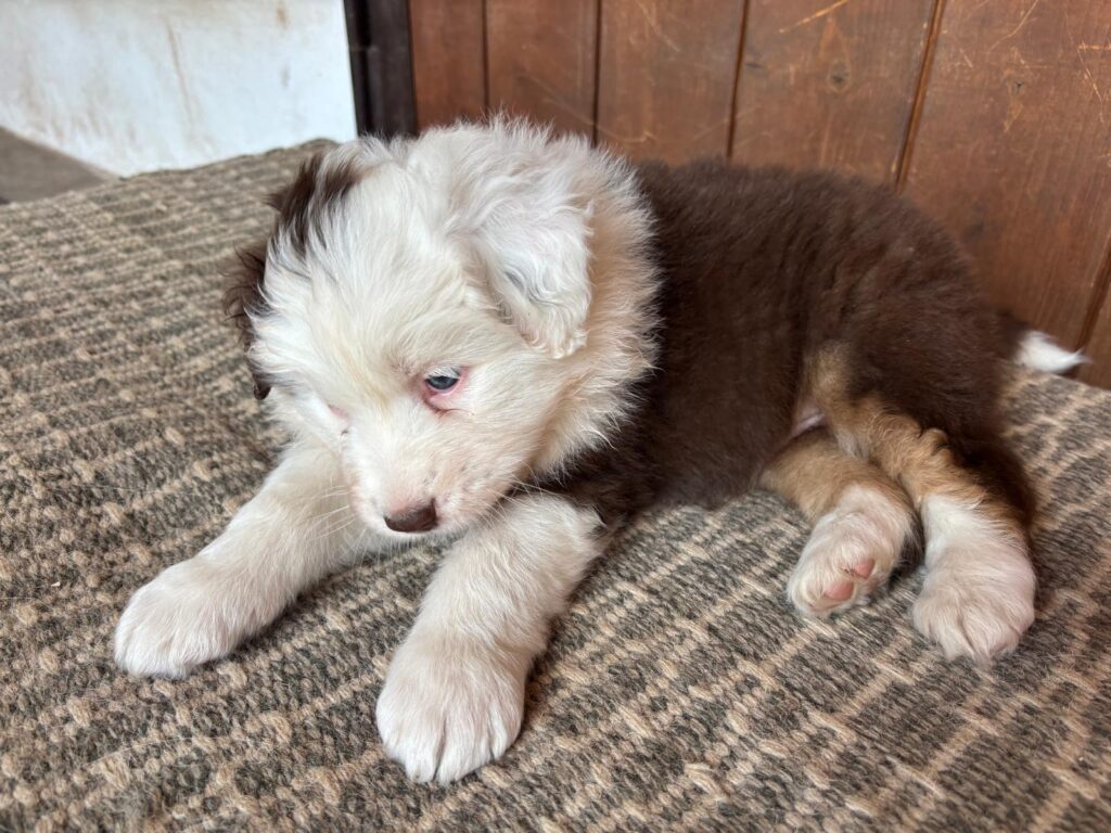Cuccioli Australian Shepherd - Pastori Australiani