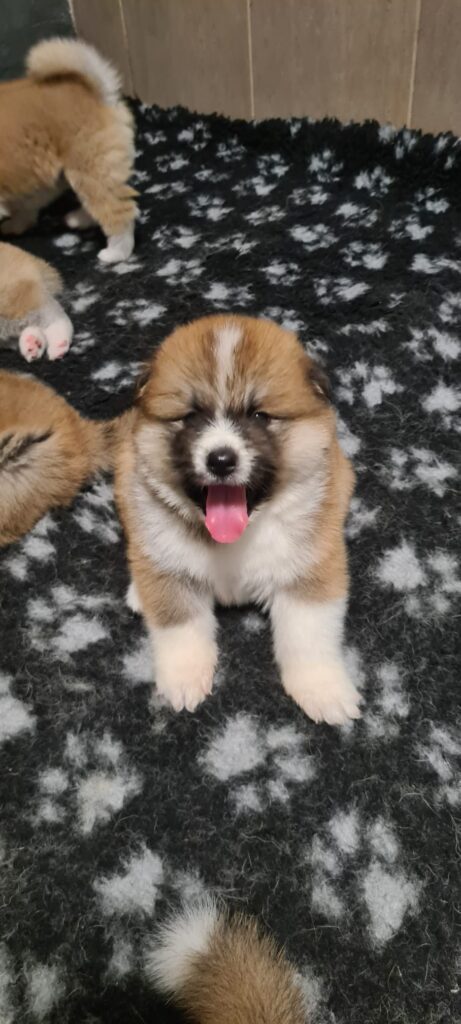 CUCCIOLI DI AKITA
