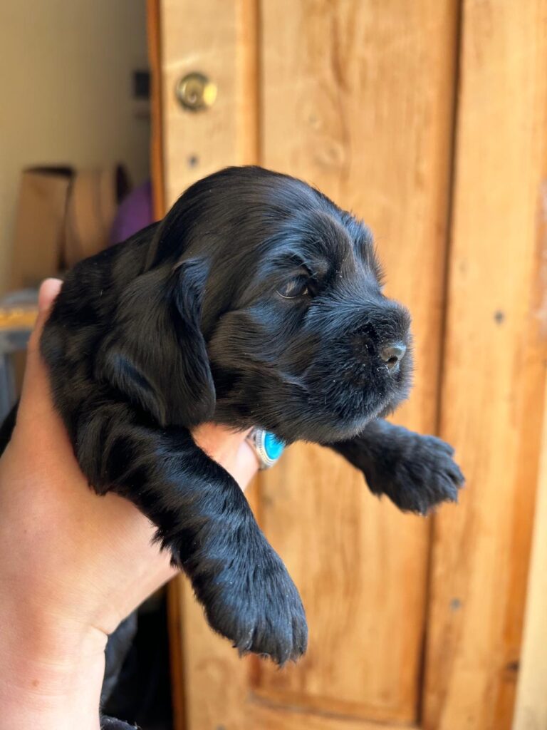 Vendo Cocker Spaniel neri con Pedigree
