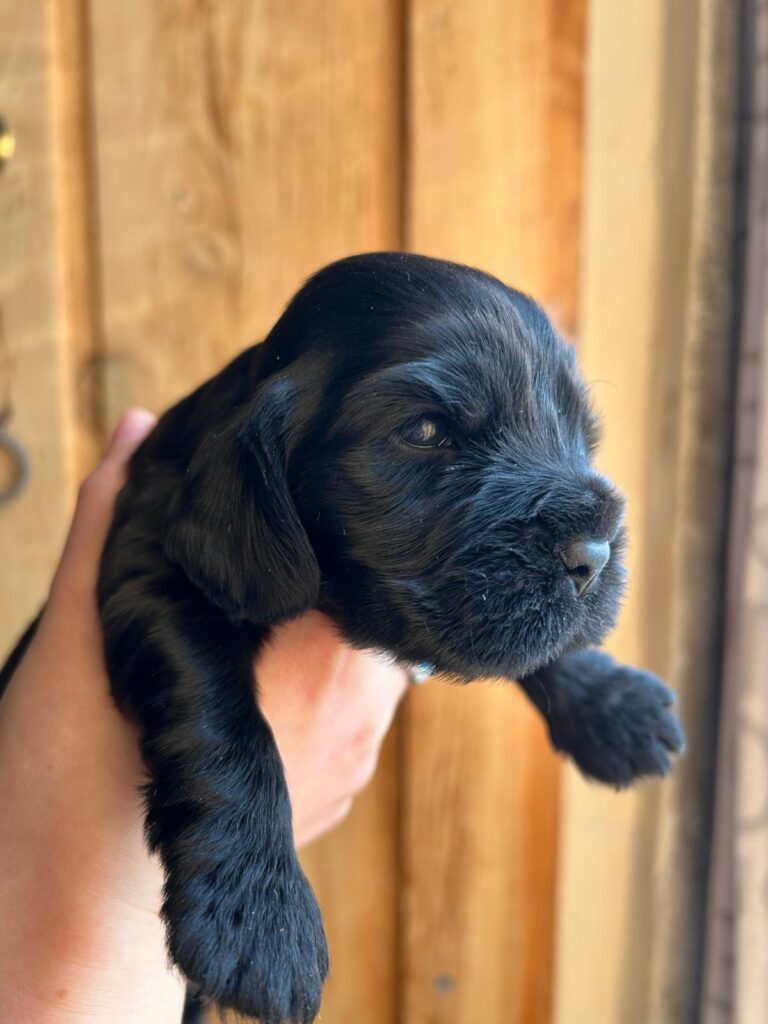 Vendo Cocker Spaniel neri con Pedigree