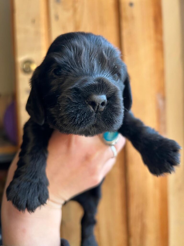 Vendo Cocker Spaniel neri con Pedigree