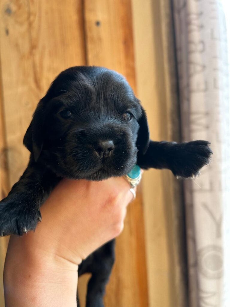Vendo Cocker Spaniel neri con Pedigree