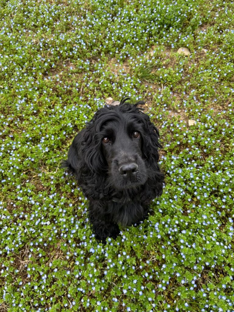 Vendo Cocker Spaniel neri con Pedigree