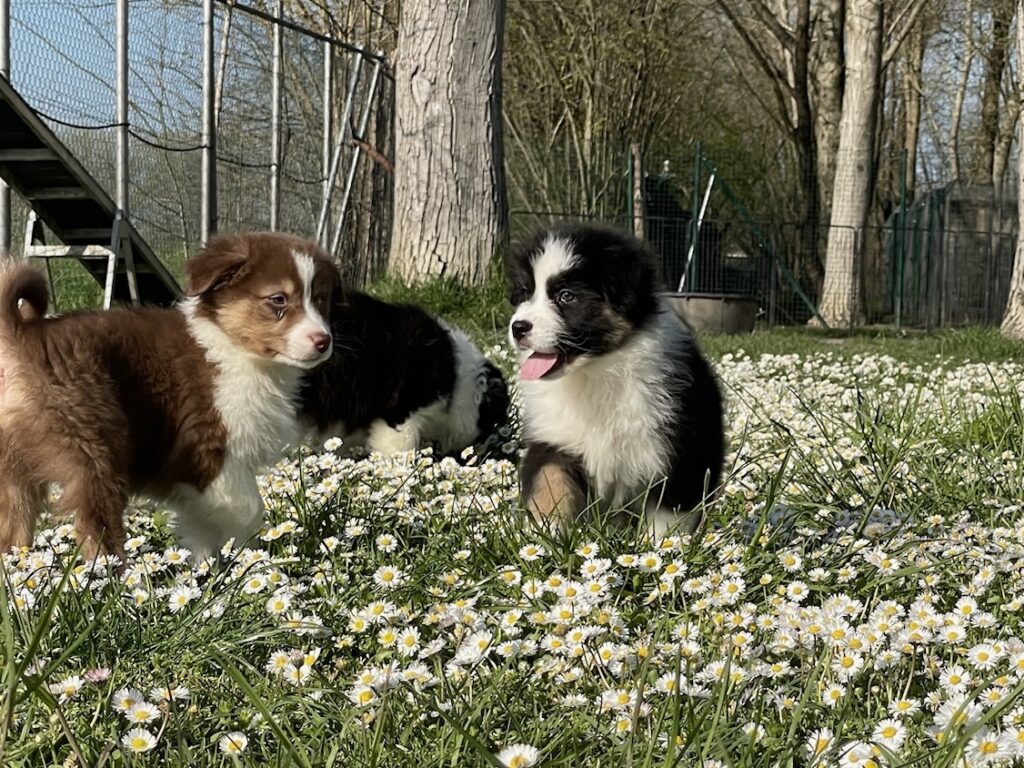 Cucciolo Australian Shepherd / Pastore Australiano