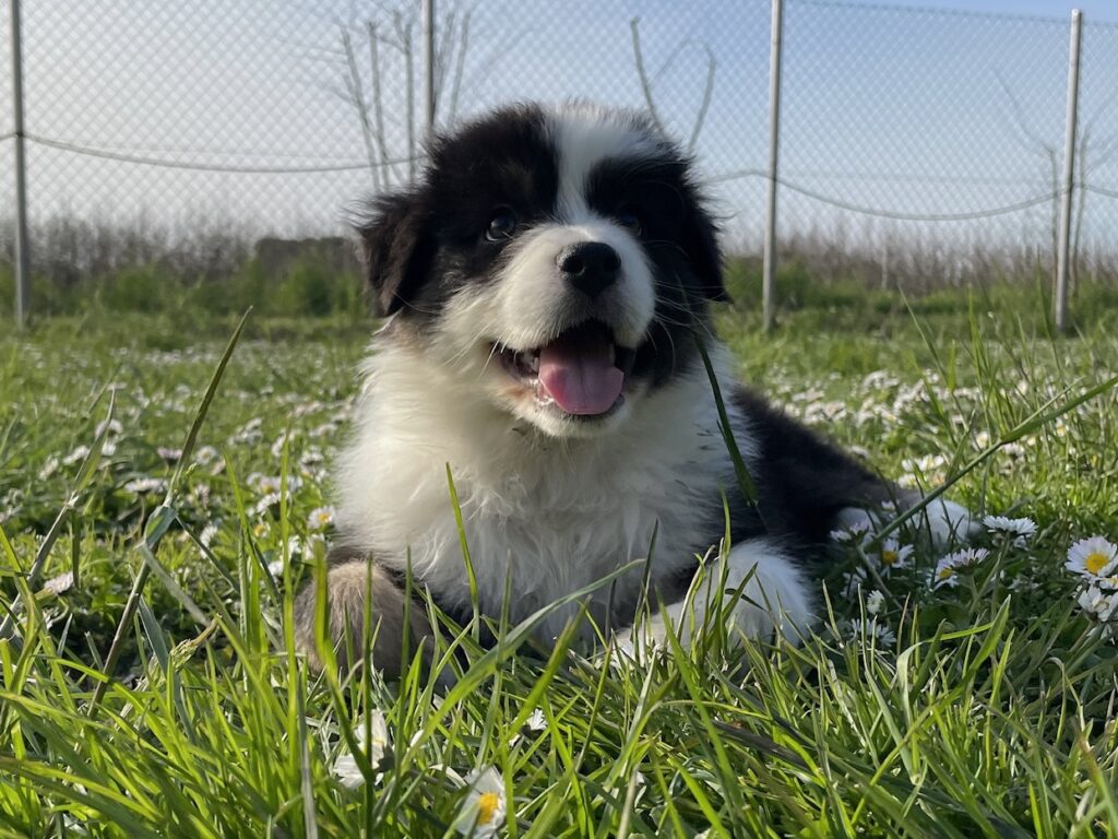 Cucciolo Australian Shepherd / Pastore Australiano