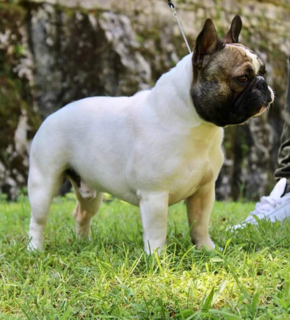 Cuccioli di Bulldog francese con pedegre Enci