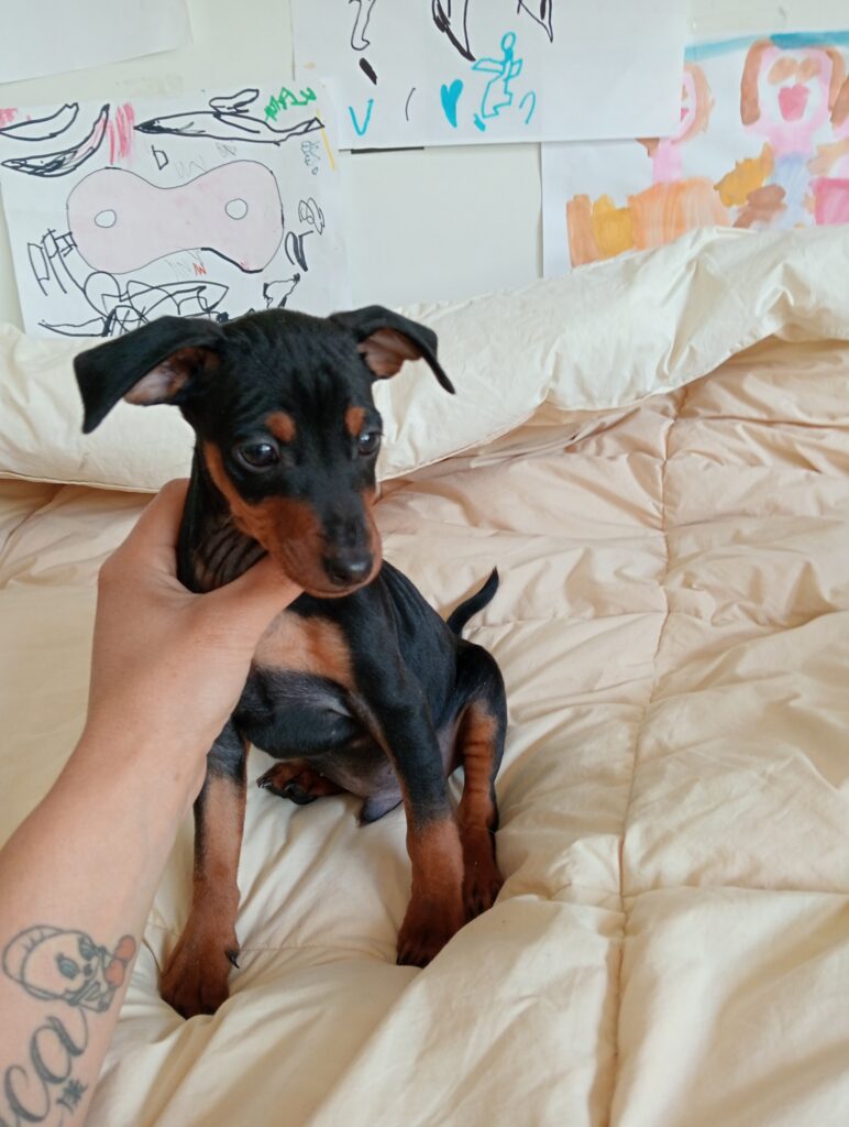 Zwergpinscher